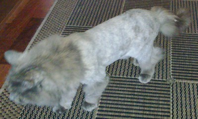our pussycat after its yearly shave